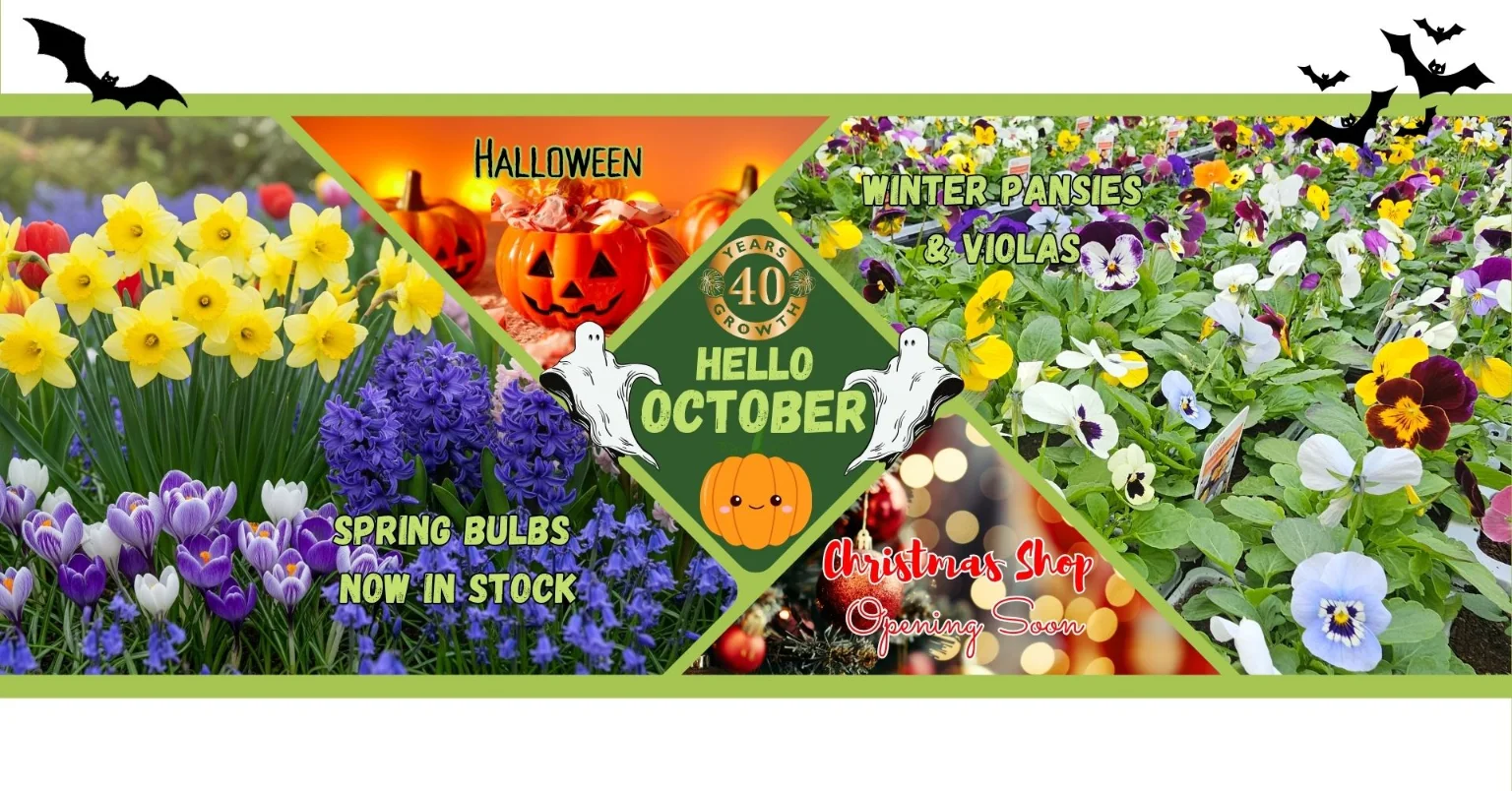 October at Woodbank Halloween Christmas opening