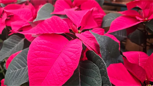 Pointsetias at christmas and their care